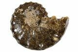 Ammonite (Mammites) Fossil - Goulmima, Morocco #339362-1